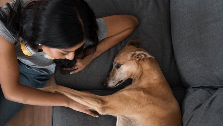 ¿Por qué la pérdida de una mascota es similar a la pérdida de un ser querido?